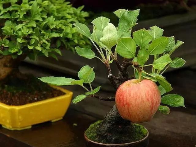 这棵盆景苹果树结了一个标准的果实