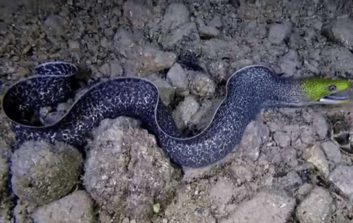 男子海底潜水发现不明生物,看清后屏住了呼吸!