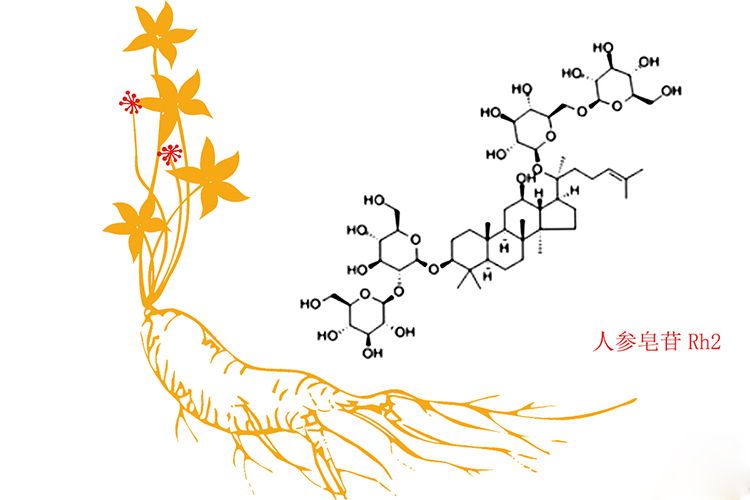 人参皂苷的作用有哪些（人参皂苷哪些人不能吃）