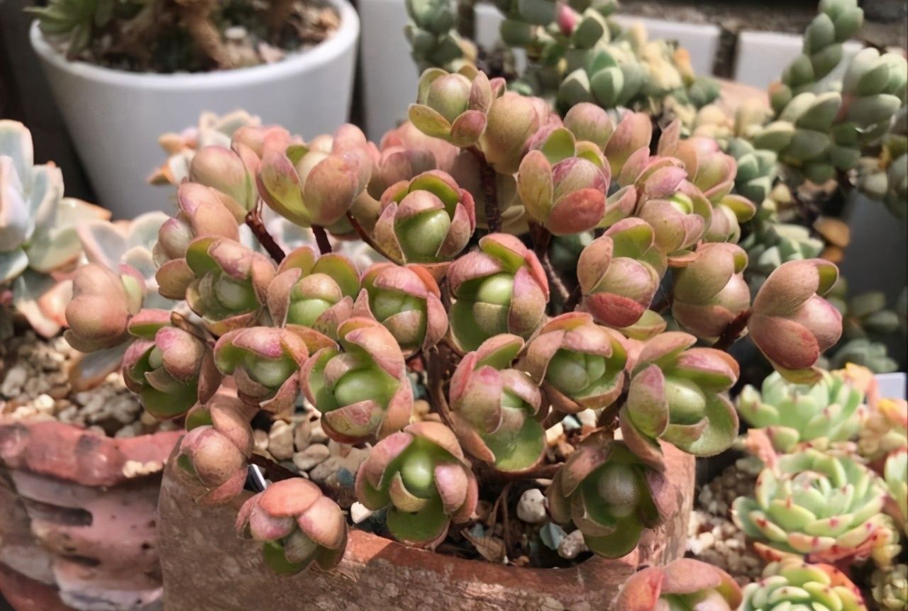 颜值高却不常见的多肉橄榄球玫瑰,群生的小老桩就像艺术品,精致