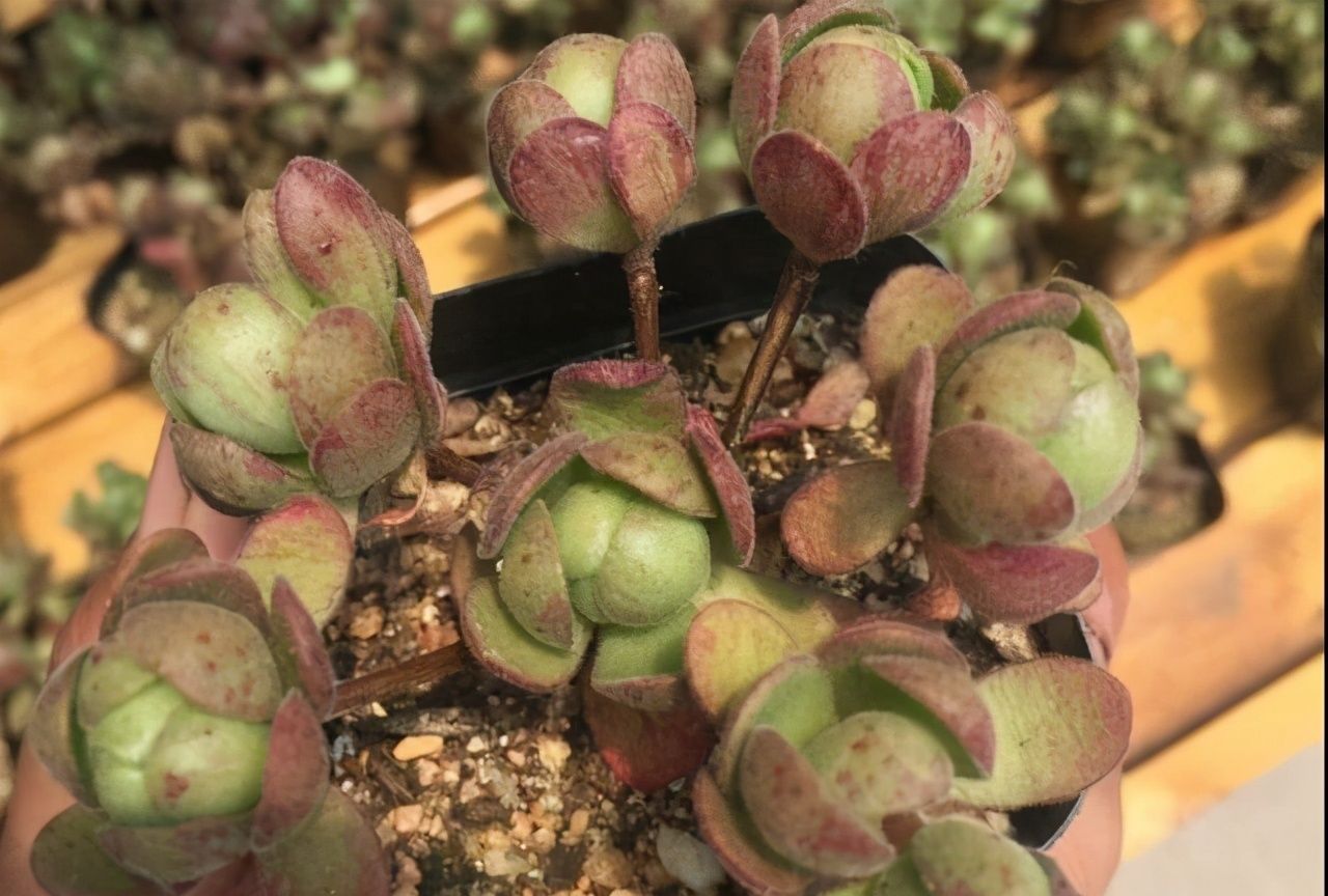 颜值高却不常见的多肉橄榄球玫瑰,群生的小老桩就像艺术品,精致