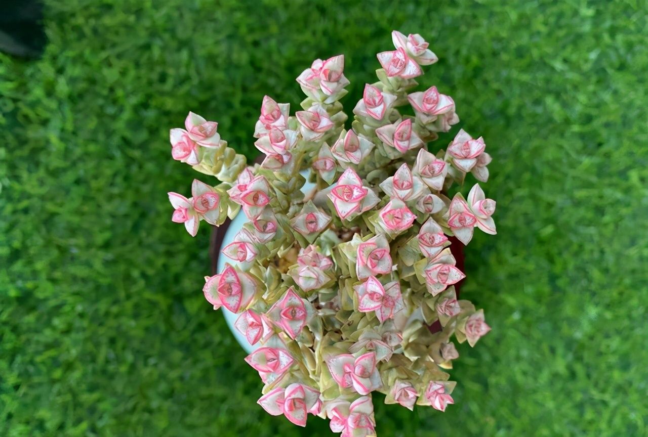 多肉彩色蜡笔没有小米星红艳但蜡质感很强多了几分清新自然