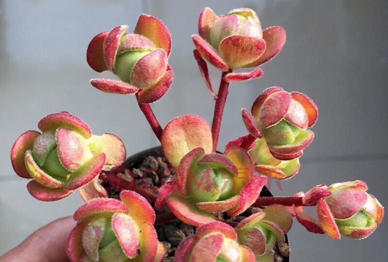 颜值高却不常见的多肉橄榄球玫瑰,群生的小老桩就像艺术品,精致