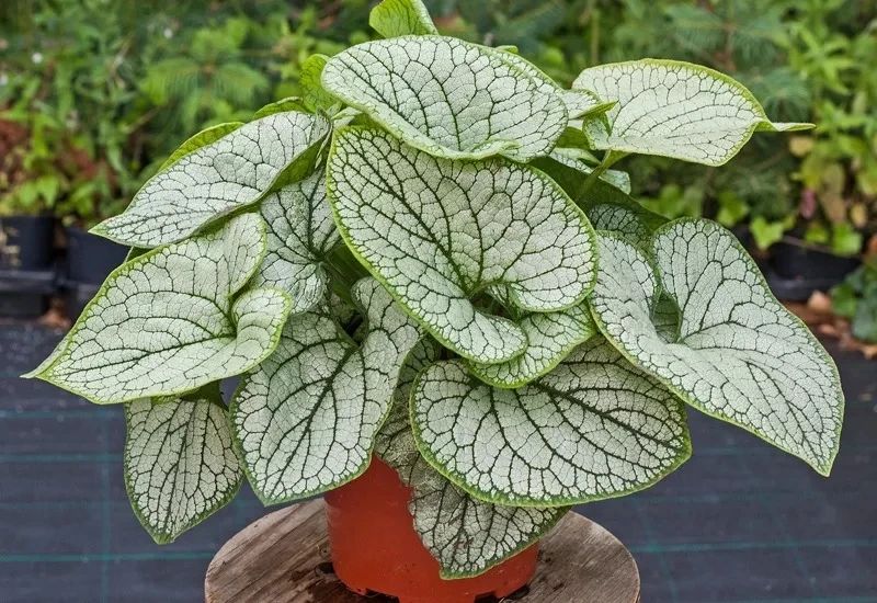 叶子斑斓的心叶牛舌草,花朵和勿忘我很相似,还能养成盆栽