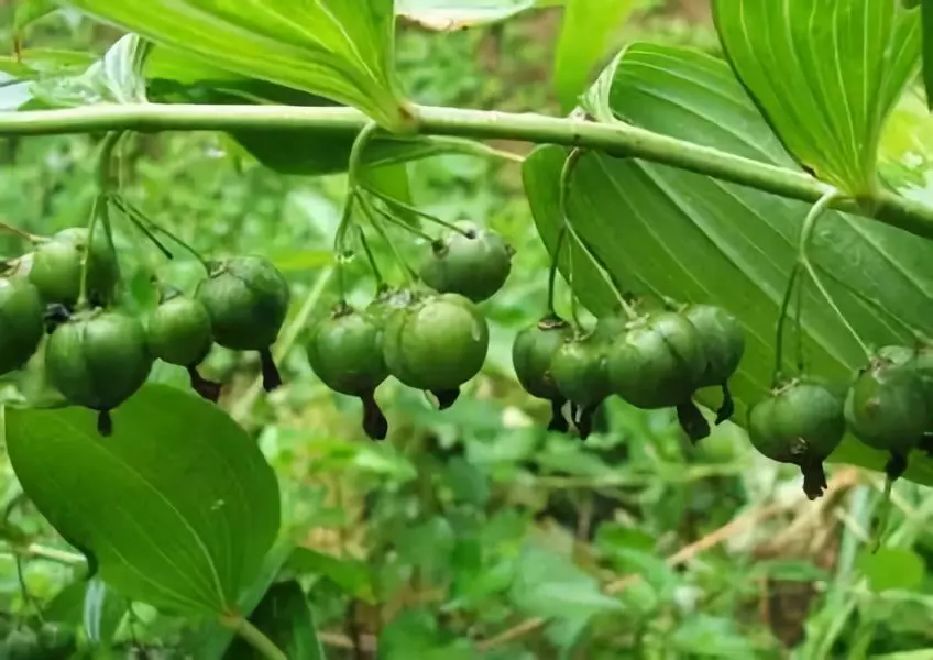 黄精补中益气，平时它的功效主要运用在哪些方面呢？