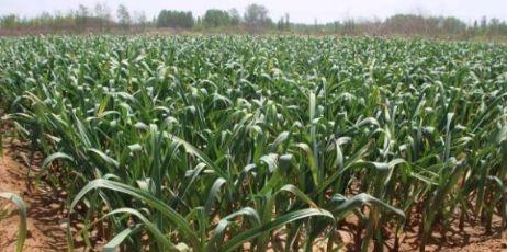 如何种植大蒜 b529-9be02db92add851da9d574919cd51775.jpg