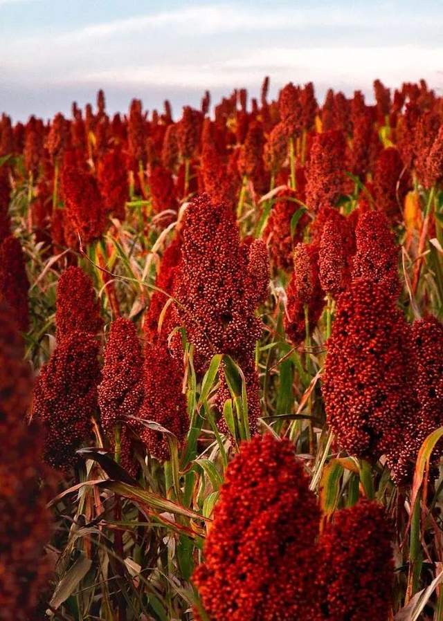 如果季节有色彩，那秋天一定是这种……休闲区蓝鸢梦想 - Www.slyday.coM