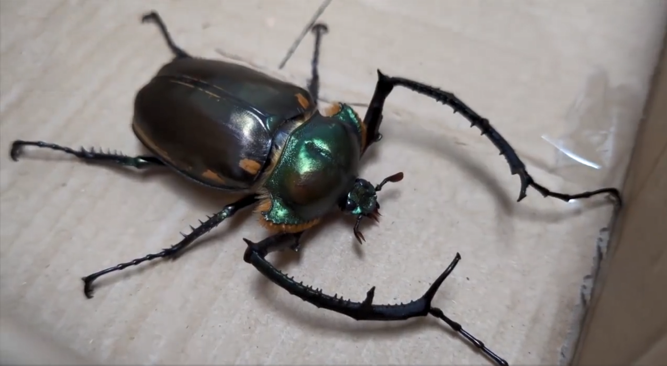 12厘米长巨型甲虫1982年被认为灭绝如今重现人间