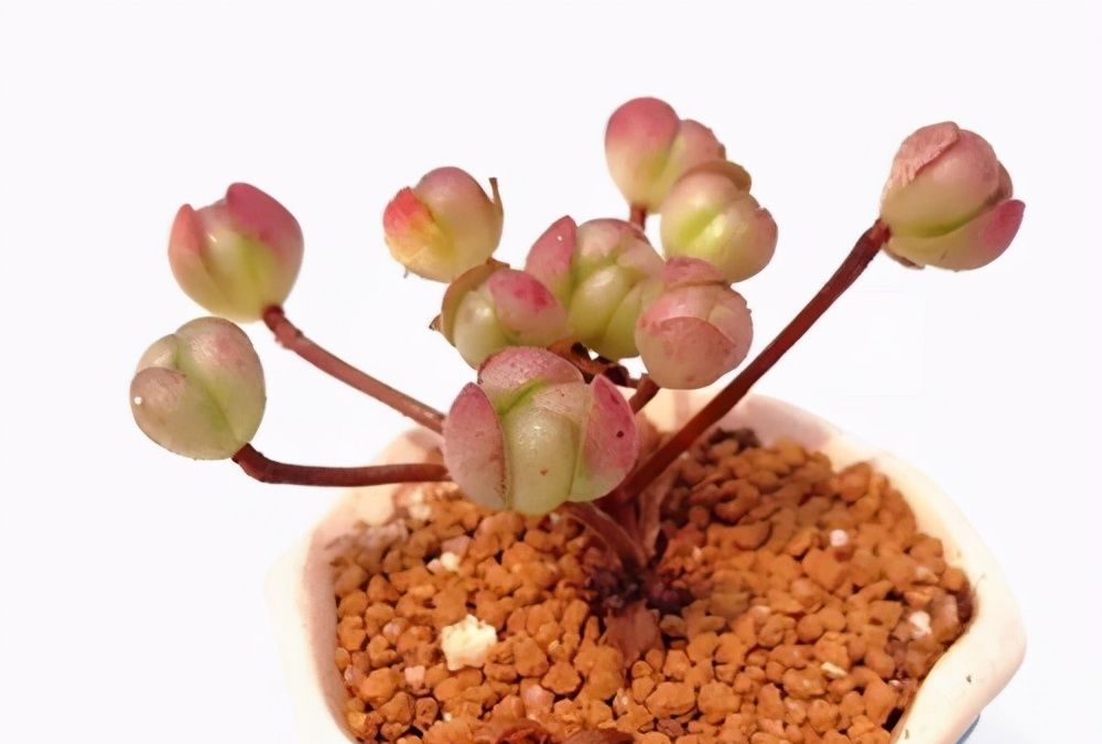 颜值高却不常见的多肉橄榄球玫瑰,群生的小老桩就像艺术品,精致