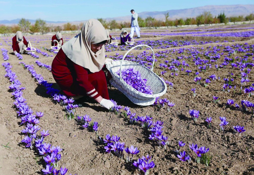 藏红花在阿富汗象征幸福与和平