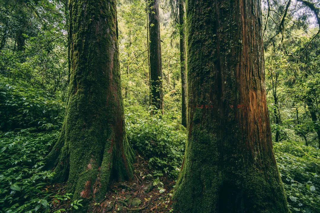 世界上最大的人工秃杉林了解一下