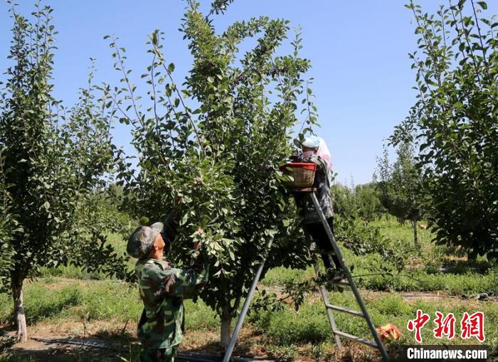 新疆兵团：西梅丰收变致富果 农户“梅”开眼笑