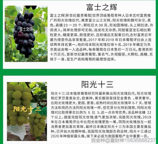 葡萄品种介绍
