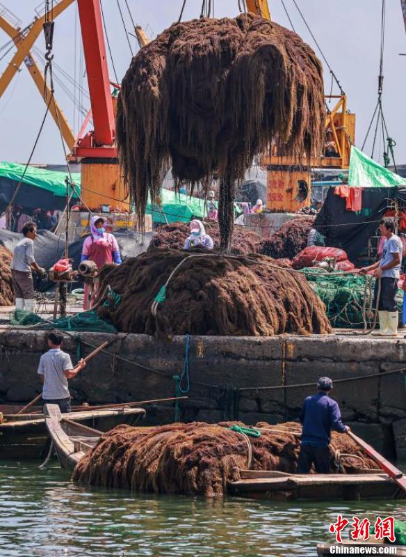 养殖工人们驾驶满载江蓠的舢舨等待吊装.(李信君 摄)