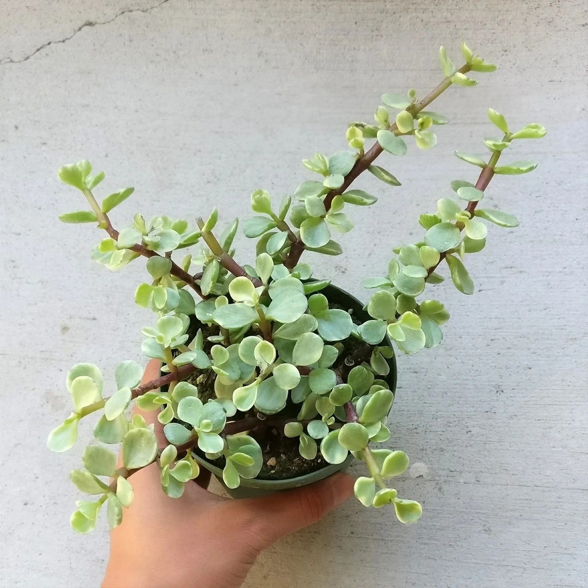 金枝玉叶是大象最喜欢吃的植物，枝条掉地上就能繁殖，特别好养