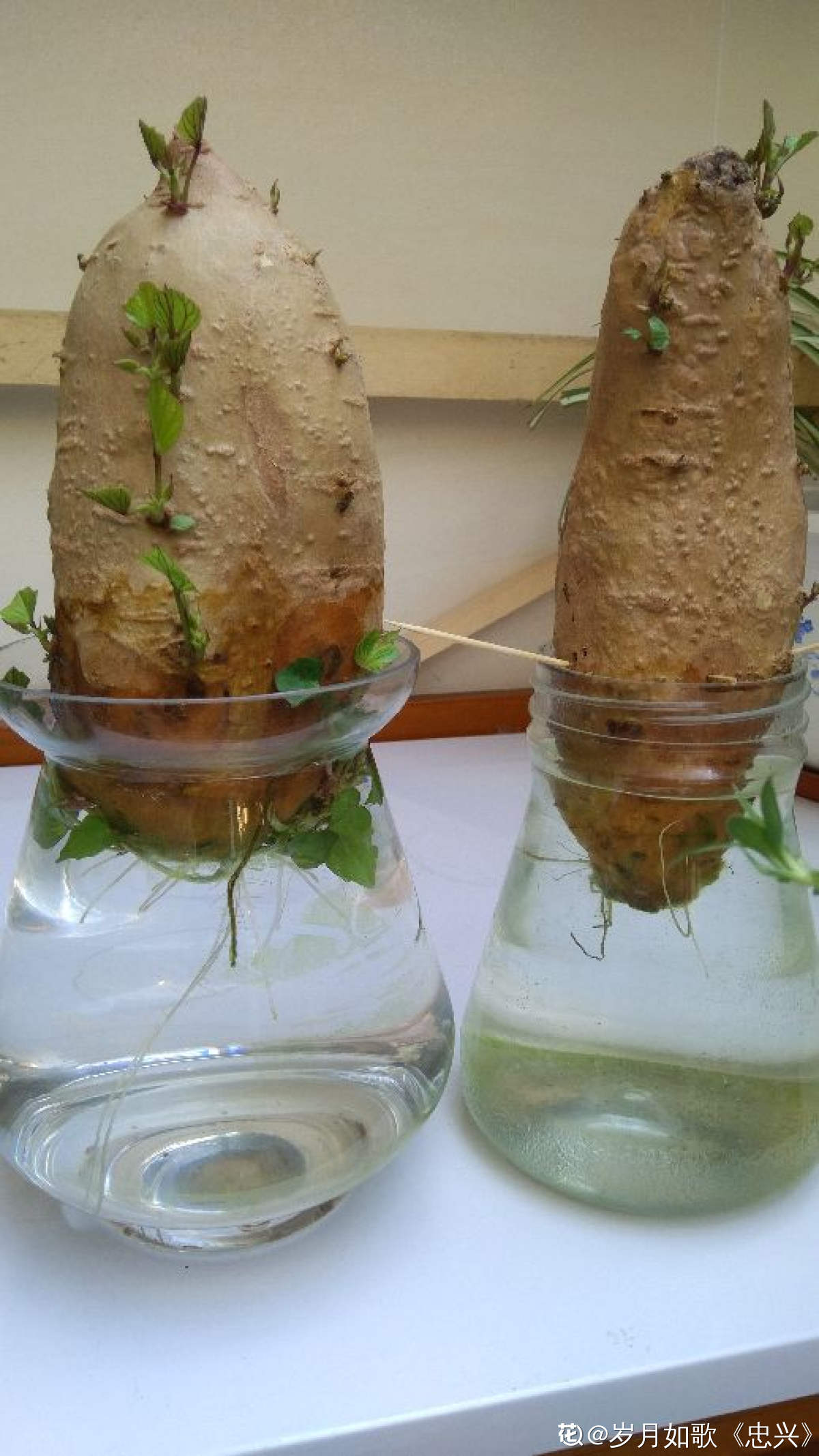 城里人当个宝,超市都卖十几块一斤|地瓜|瓜秧|水培_新浪新闻