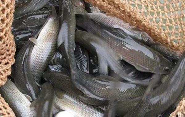 平昌县着力打造江口青鳙品牌