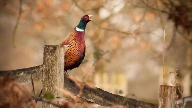 农村老人言:“上山甲鱼,下山野鸡”不能碰,这是为啥?3个原因休闲区蓝鸢梦想 - Www.slyday.coM 农村老人言:“上山甲鱼,下山野鸡”不能碰,这是为啥?3个原因休闲区蓝鸢梦想 - Www.slyday.coM