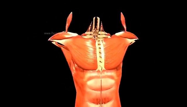 人体真奇妙!看一下肌肉如何组成你的身体