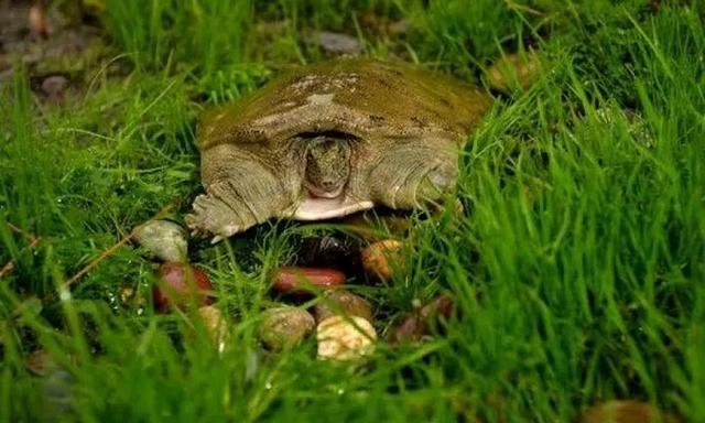 农村老人言:“上山甲鱼,下山野鸡”不能碰,这是为啥?3个原因休闲区蓝鸢梦想 - Www.slyday.coM 农村老人言:“上山甲鱼,下山野鸡”不能碰,这是为啥?3个原因休闲区蓝鸢梦想 - Www.slyday.coM