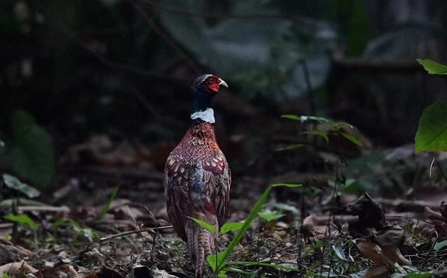 农村老人言:“上山甲鱼,下山野鸡”不能碰,这是为啥?3个原因休闲区蓝鸢梦想 - Www.slyday.coM 农村老人言:“上山甲鱼,下山野鸡”不能碰,这是为啥?3个原因休闲区蓝鸢梦想 - Www.slyday.coM
