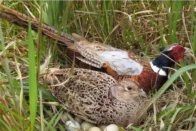 农村老人言：“上山甲鱼,下山野鸡”不能碰,这是为啥?3个原因休闲区蓝鸢梦想 - Www.slyday.coM