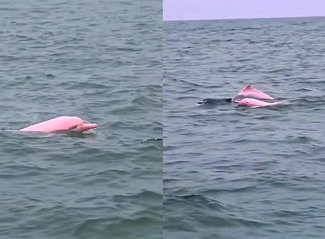 罕见中国南海惊现3只粉色海豚太美了