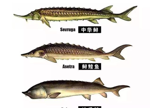 活化石|达氏鳇|产卵_新浪新闻