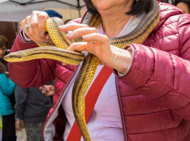 印女将蛇缠绕在脖子上参加祭祀活动,最终惨被咬身亡