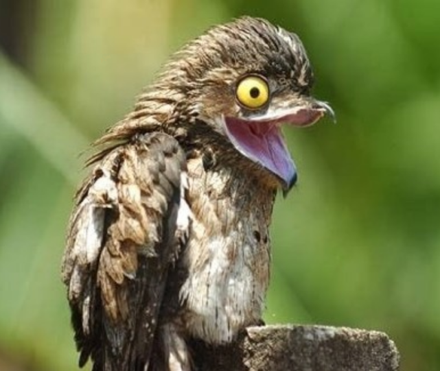 外国一农妇发现一只鬼鸟会鬼魅般怪叫把她吓坏了