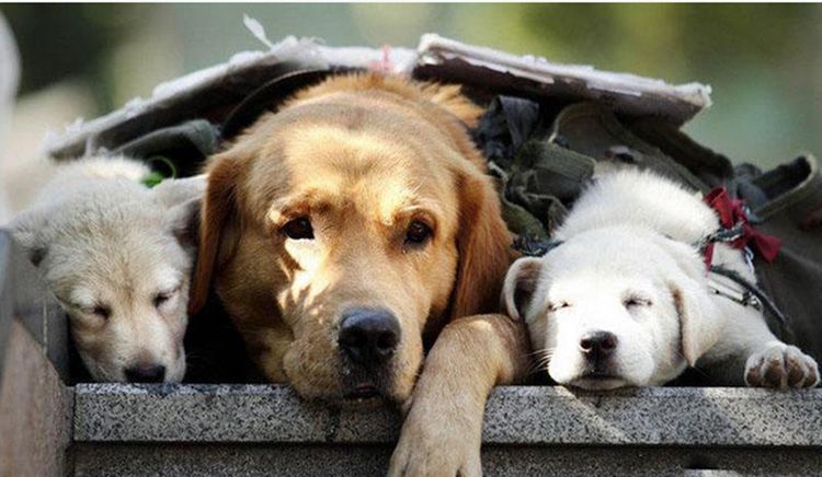 街头惊现大狗背小狗,人们纷纷好奇围观,得知原因令人动容!