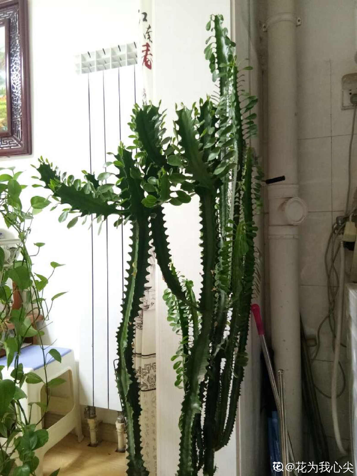 长相"奇葩"的植物,虽然丑,但是特有安全感|玉麒麟|植物|龙骨_新浪新闻