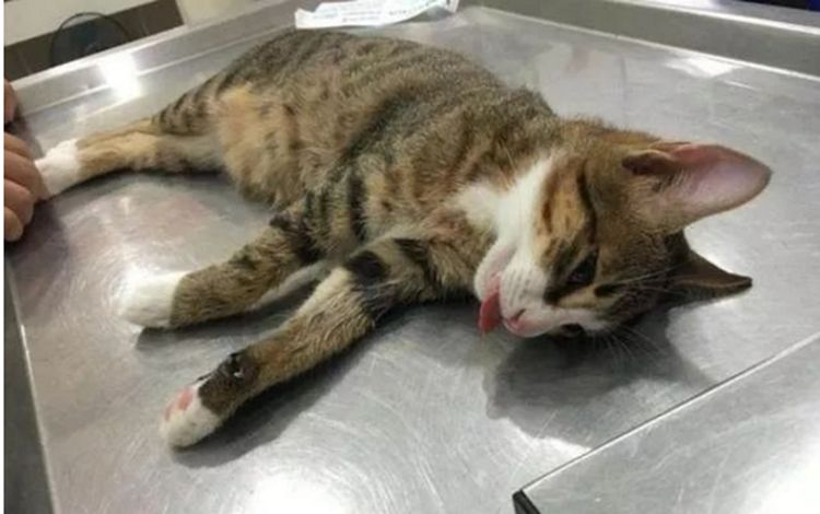 医生给猫咪做绝育手术猫咪一脸生无可恋主人称表情太难忘