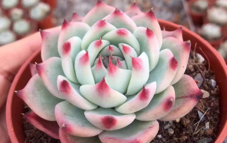 养多肉植物吉娃娃,抓住这3点,盆栽显贵气,特美!