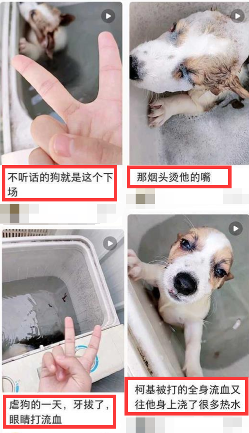 “虐狗的一天，牙拔了，眼睛打流血！”柯基犬被丢进洗衣机内搅动休闲区蓝鸢梦想 - Www.slyday.coM