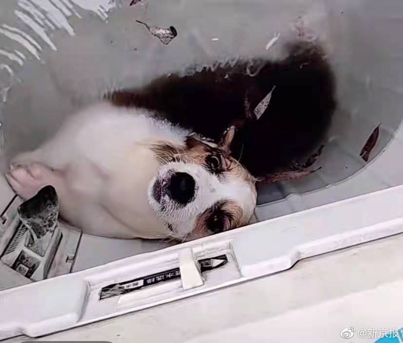 商丘学院回应学生被指虐狗，校方：已报警，暂不确定是否为本校学生休闲区蓝鸢梦想 - Www.slyday.coM