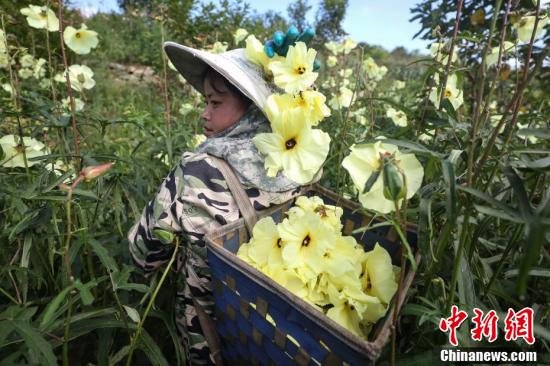贵州黔西中药材黄蜀葵采收忙 贵州省 黔西 新浪新闻