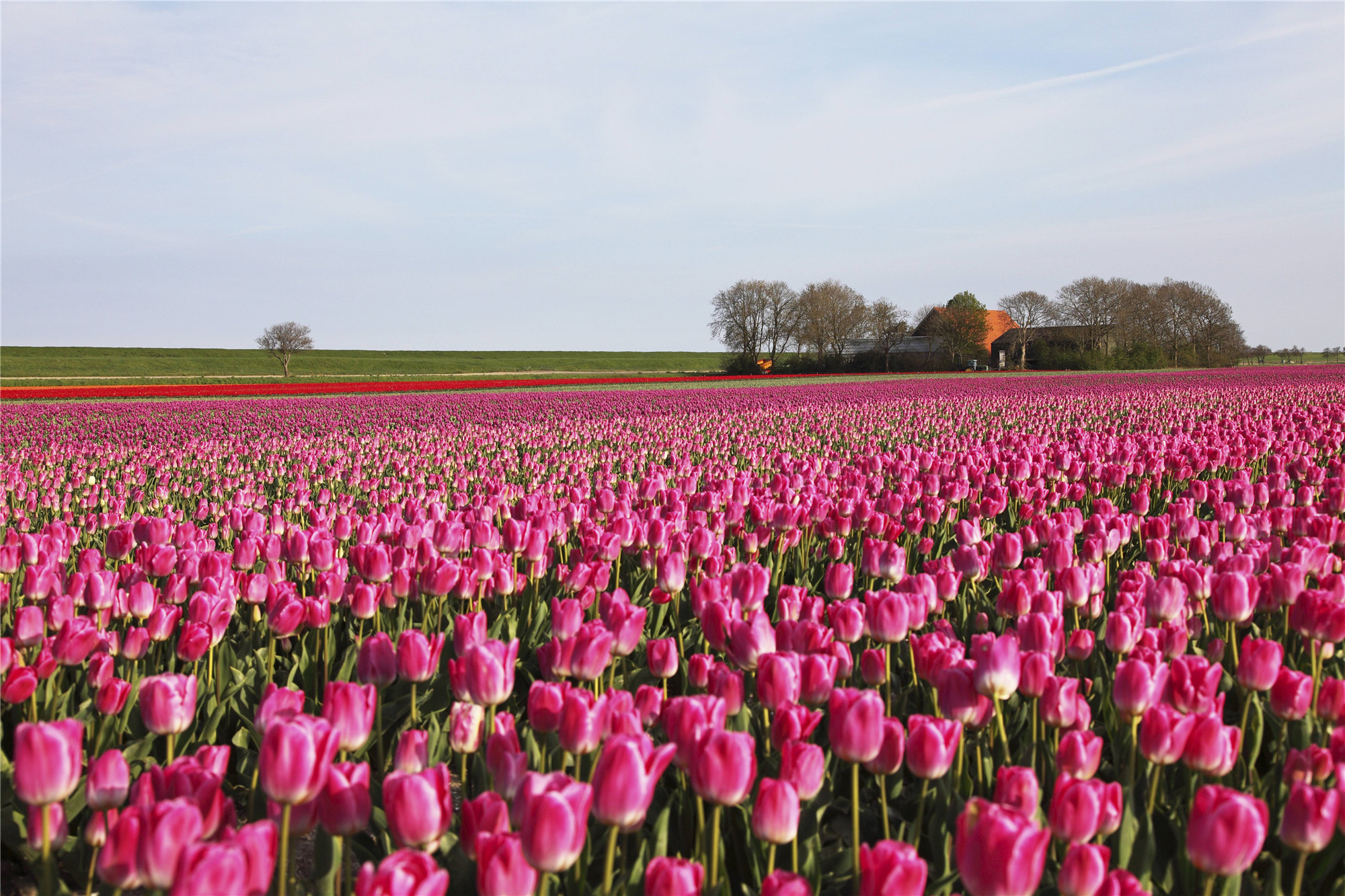 荷兰乡村风光,返璞归真的田园牧歌