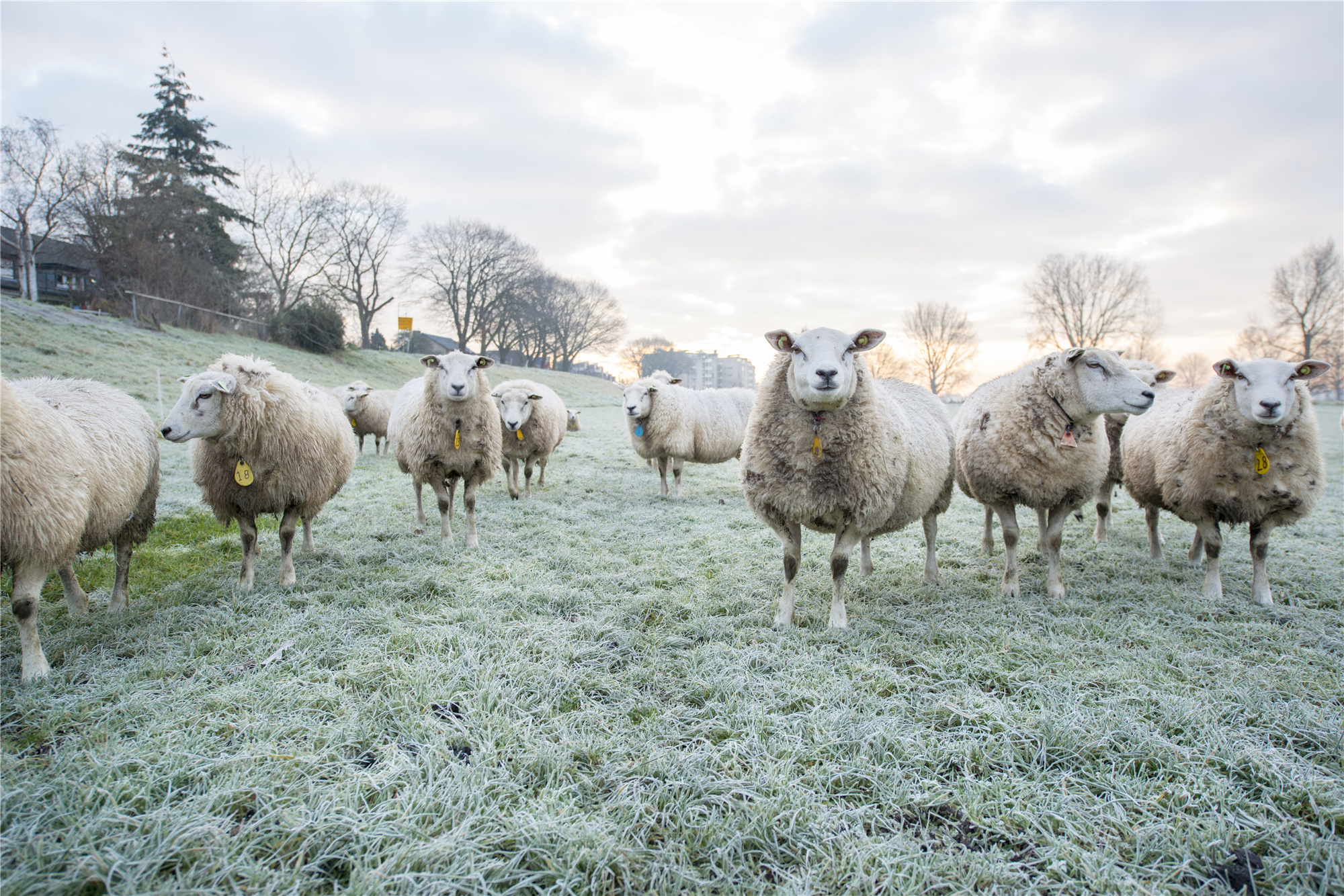荷兰乡村风光,返璞归真的田园牧歌