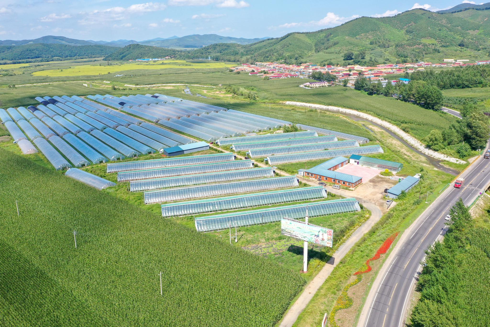 这是吉林省吉林市永吉县西阳镇兴隆川村蔬菜种植基地(8月19日摄,无人