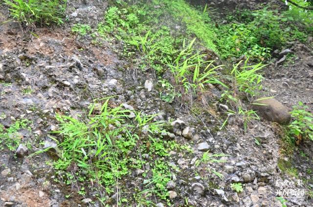 我国特有！国家二级保护植物！玉溪易门发现箭叶大油芒野生种群休闲区蓝鸢梦想 - Www.slyday.coM