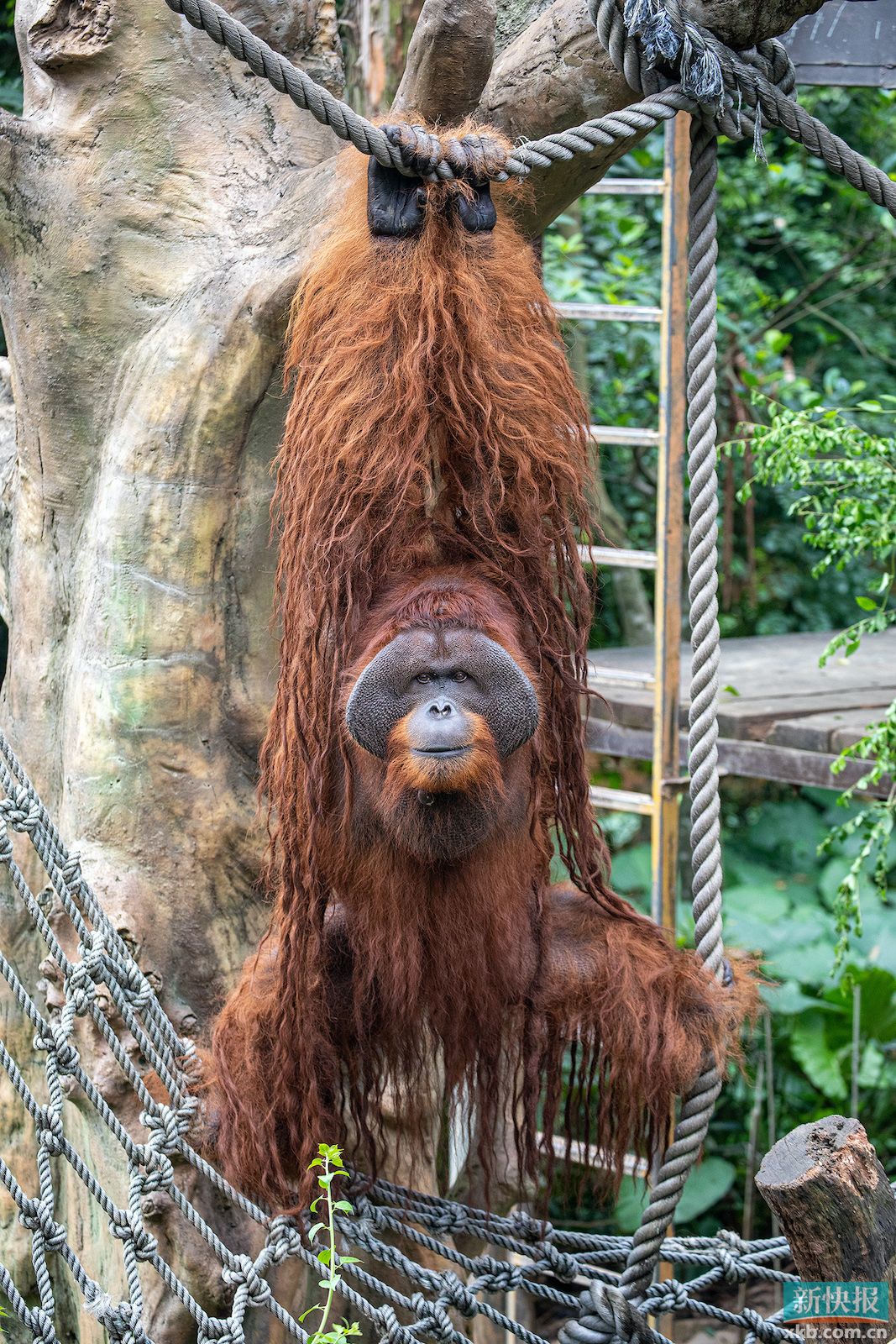 同时,据保育员介绍,红毛猩猩(orangutan)是猩猩科唯一分布在亚洲的属