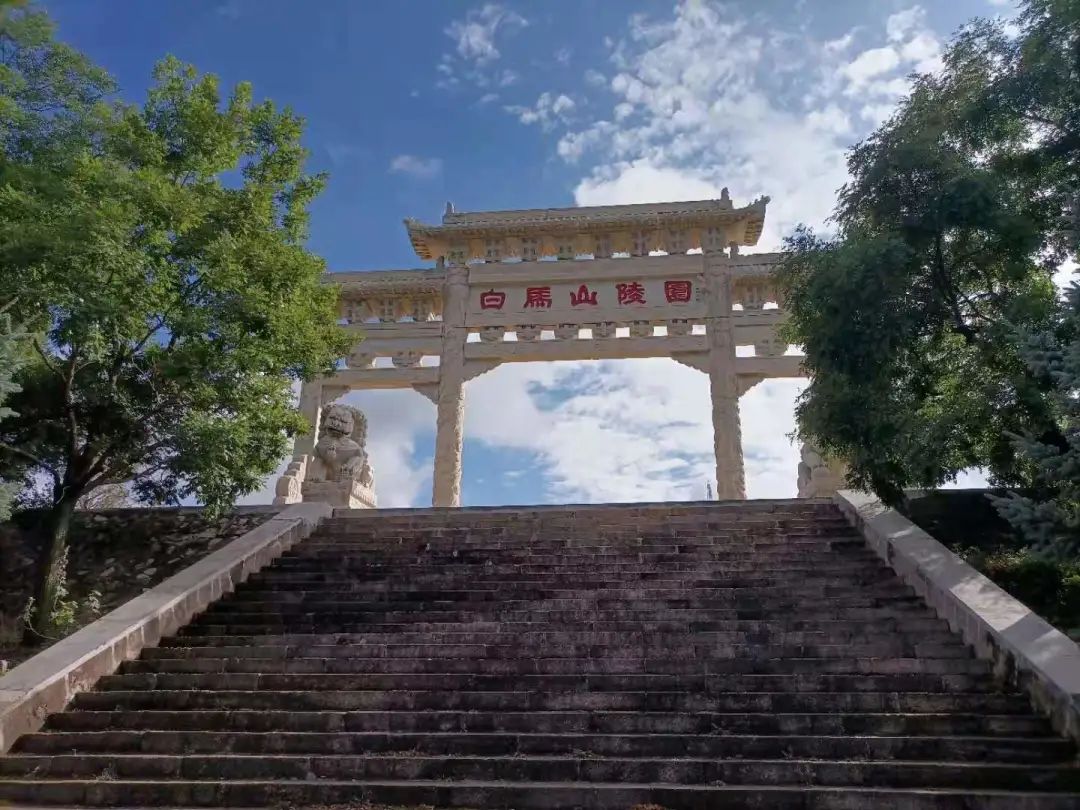 拍客固原白马山陵园雨后惊现大蟒蛇长约三米盘在松树上