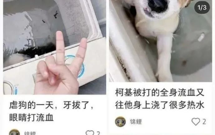 全网都在寻找洗衣机柯基！希望我们还来得及...休闲区蓝鸢梦想 - Www.slyday.coM