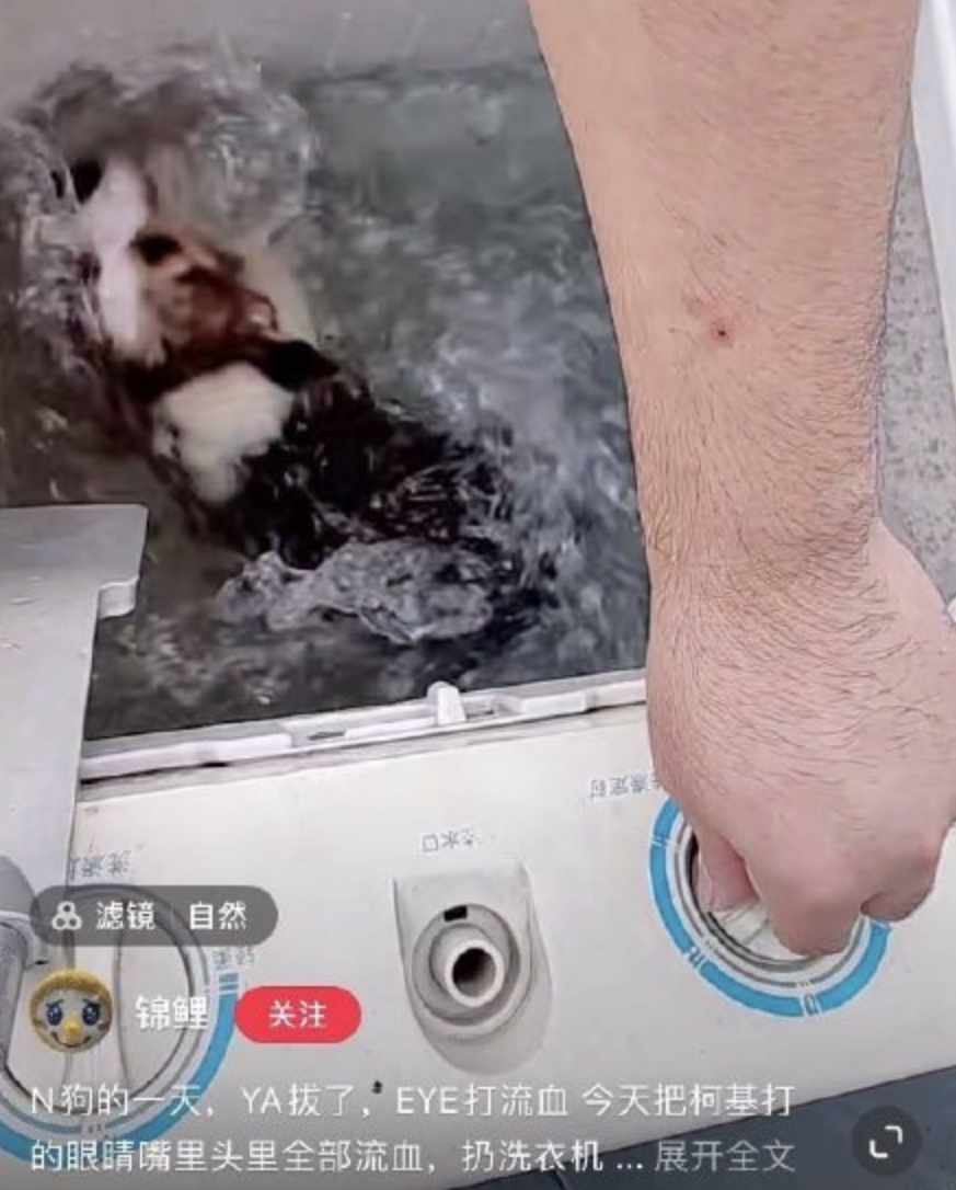 全网都在寻找洗衣机柯基！希望我们还来得及...休闲区蓝鸢梦想 - Www.slyday.coM