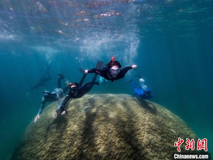 科学家们游过巨大珊瑚的上方(图片来自Woody Spark)。　施普林格·自然 供图