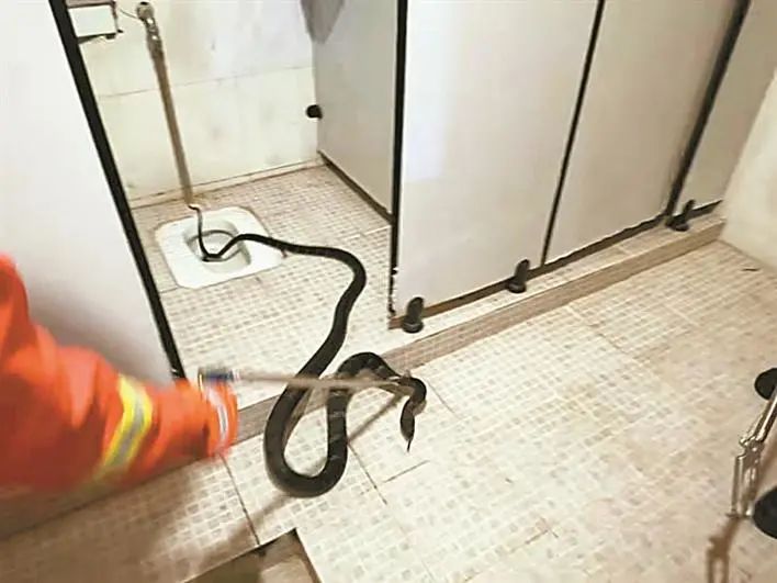蛇警频出深圳一居民卫生间惊现眼镜王蛇