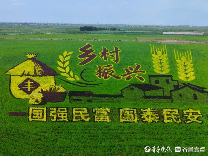 芦花新闻田作画板秧为笔东营垦利百亩稻田画这样绘出来