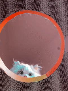 在美女怀里大打出手|10大动图