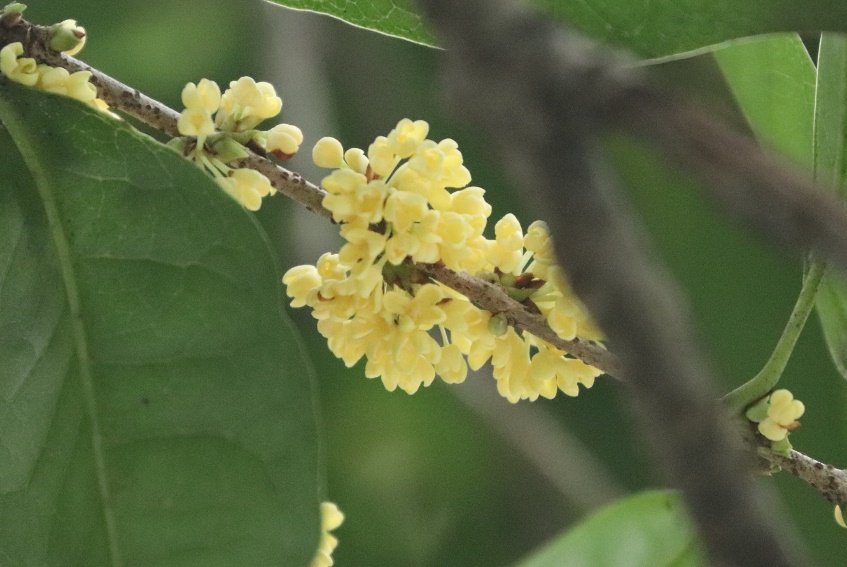 "秋香"你好!西湖第一朵桂花开啦
